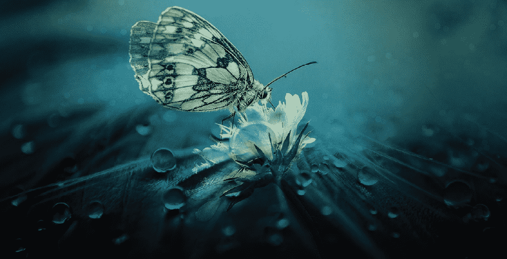butterfly