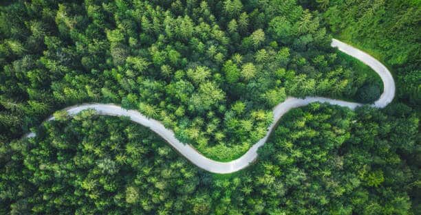 Idyllic winding road through the green pine forest.