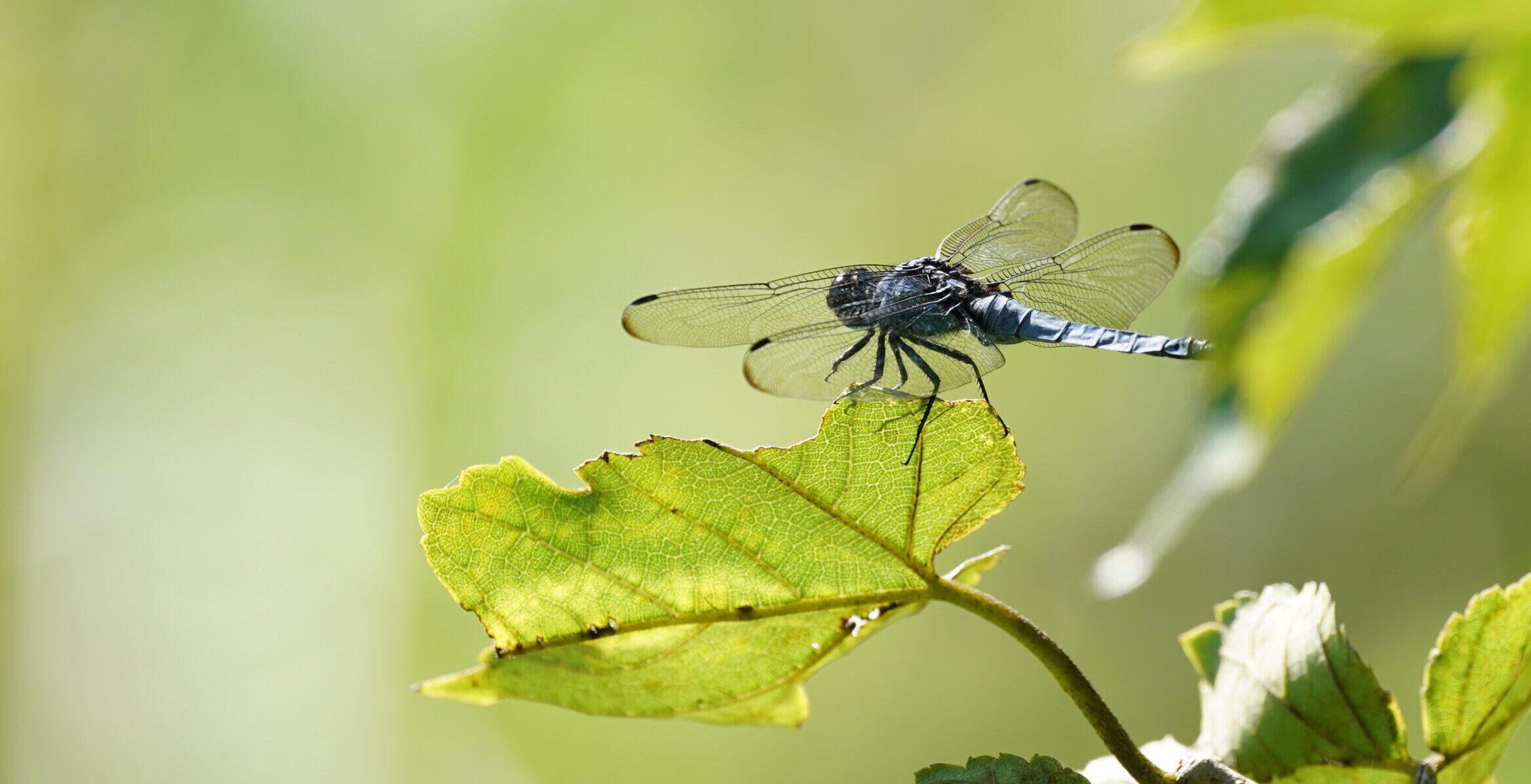 dragonfly is in the forest