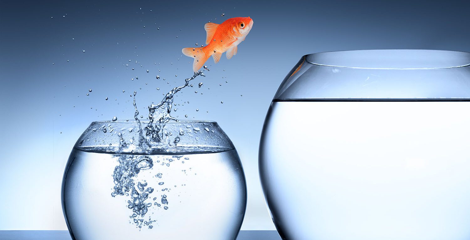 goldfish jumping into another bowl of water