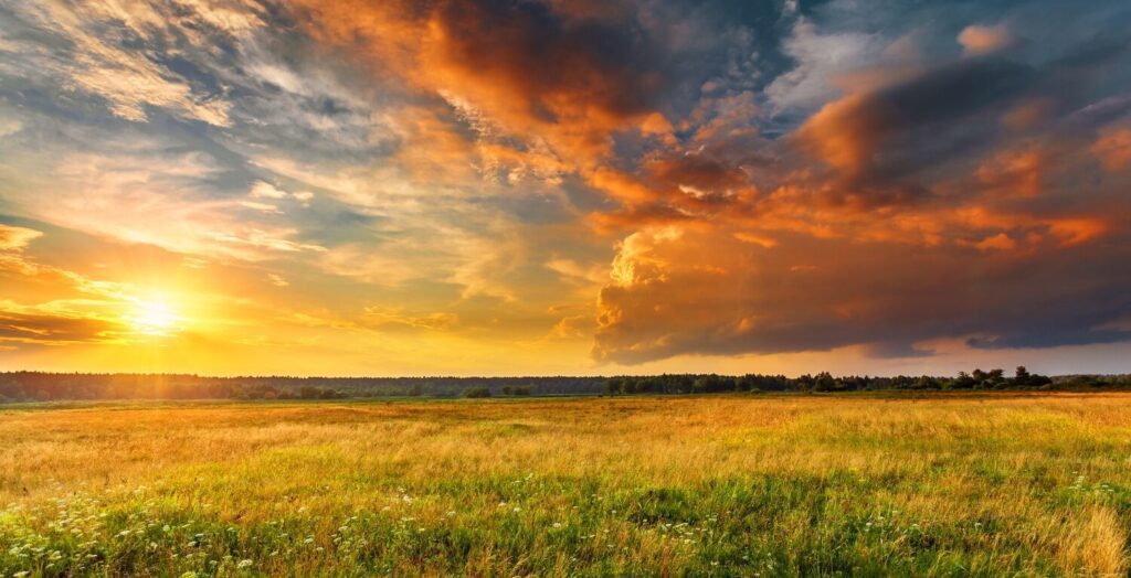 sunny landscape of pink clouds and grassland