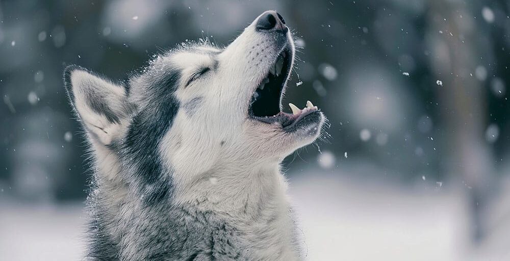 Purebreed singing Huskey in a field of snow